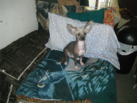 M             MALE CHINESE CRESTED PUPPY