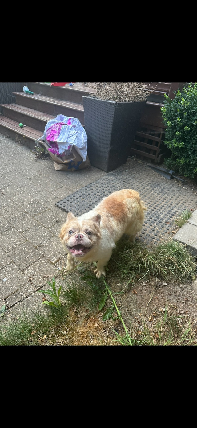 Ckc French bulldog adult Merle fluffy male in Dogs & Puppies for Rehoming in Burnaby/New Westminster