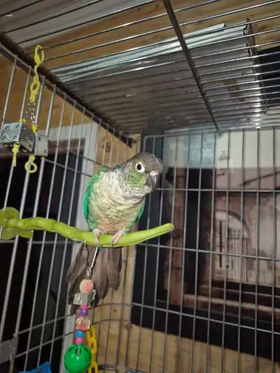 Conure de moulina, à joue verte 8 ans, View more