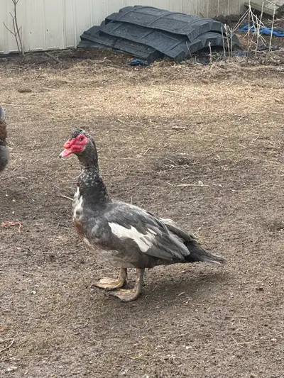Muscovy ducks for sale , View more