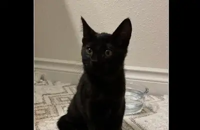 I have 3 baby black kittens, View more
