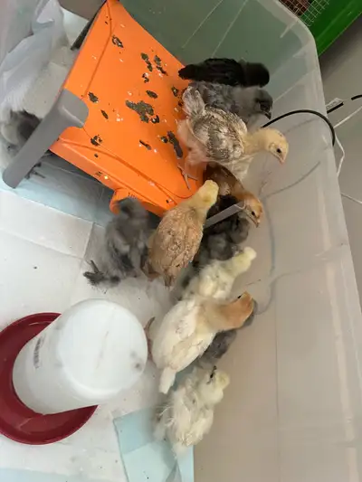 7 BYM chicks, 3.5 weeks old (hatched Feb 14), almost fully feathered. High possibility of producing...