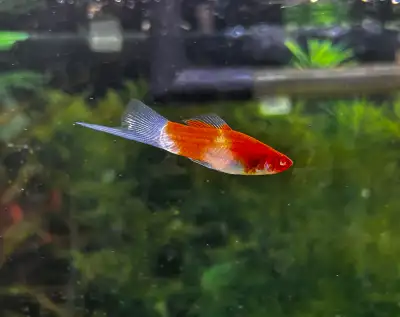 Male Koi Swordtail, View more