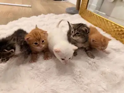Kittens up for rehoming, View more