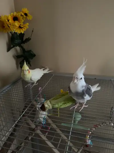 cockatiel pair, View more