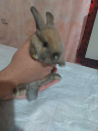 Baby Bunny for sale