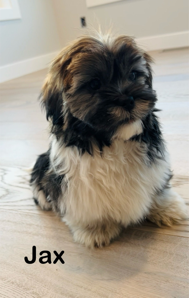 Shihtzu puppies ❤️. MOTHER’S DAY GIFT   in Dogs & Puppies for Rehoming in Burnaby/New Westminster
