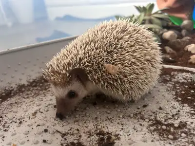 hedgehog with enclosure , View more