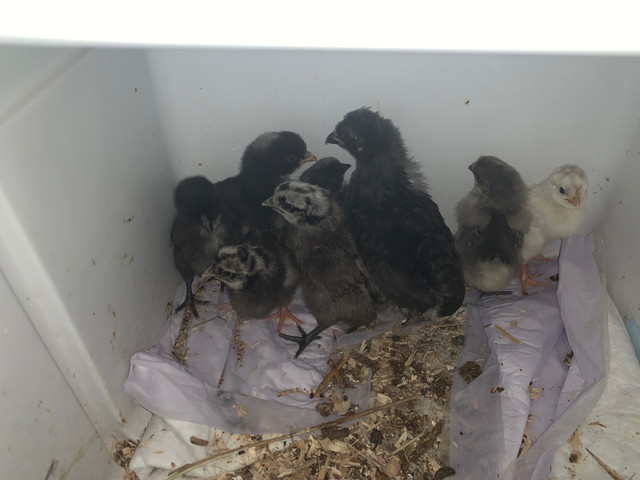 Easter Egger -   14 Day old chicks  $7 each  dans Animaux de ferme  à Ville de Montréal - Image 2