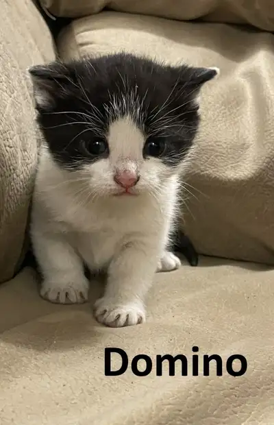 Christmas Kittens, View more