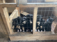 Purebred/reg  German shepherd puppies 