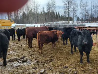 YEARLING BLACK & RED ANGUS BULLS, View more