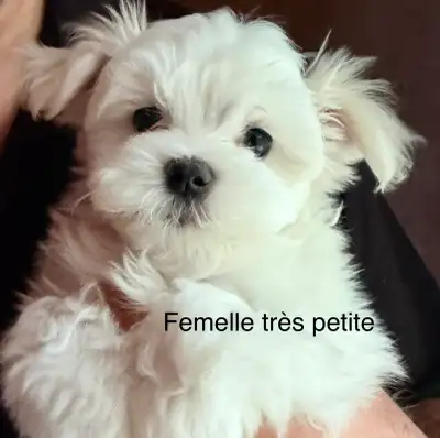 Bichon maltais (bébés), View more