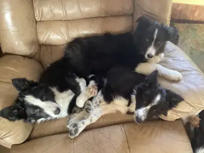 Purebred Border Collie Puppies, View more