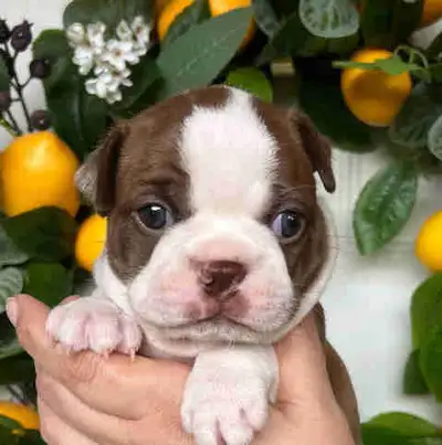 Boston terrier puppies, View more