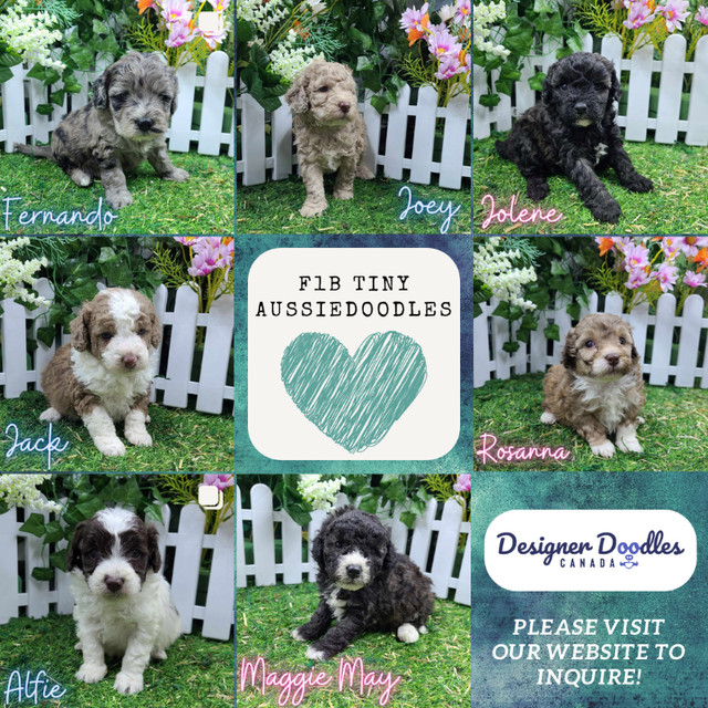 [BBB A+] Miniature Aussiedoodle & Borderdoodle pups available! in Dogs & Puppies for Rehoming in Vancouver - Image 2