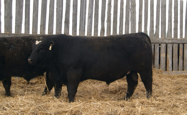 Red and Black Angus and SimAng Bulls for Sale in Livestock in Brandon
