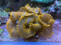 Coral frag for sale 