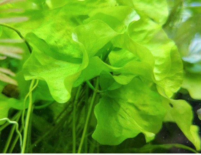 nymphoides hydrophylla aquarium plant in Fish for Rehoming in Brantford