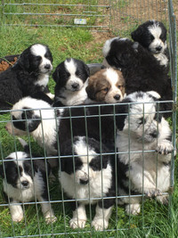 Sweet, loving Bernese X Puppies for rehoming
