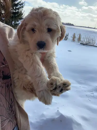 Golden retriever/pyrenees/poodle puppies. 1 male left! 2 goldens are male, 1 white is female Our pup...