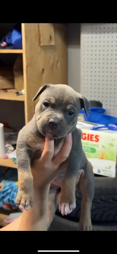American Bulldog puppies, View more