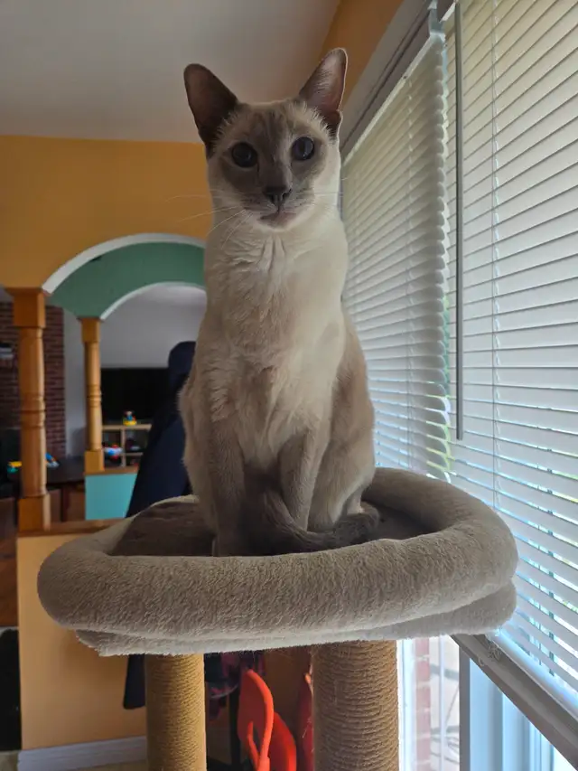 Chat Siamois in Cats & Kittens for Rehoming in Saint-Hyacinthe - Image 2