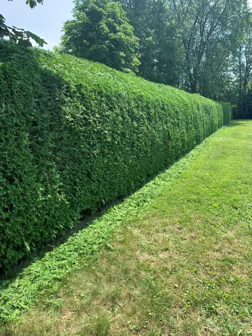 Is your hedge overgrown and blocking the sidewalk? Do your shrubs look messy or your small trees nee...