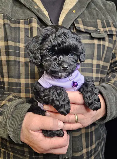 Maltipoos (Havanese), View more