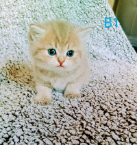 5 adorable purebred kittens for sale