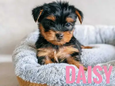 Female Yorkie Puppies, View more