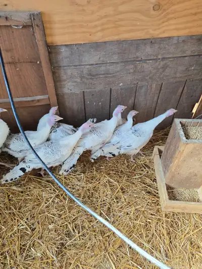 I have young royal palm turkeys they are 30 each if interested text 905975 1636 they are around 3 mo...