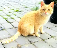 Ginger Kitten to Rehome