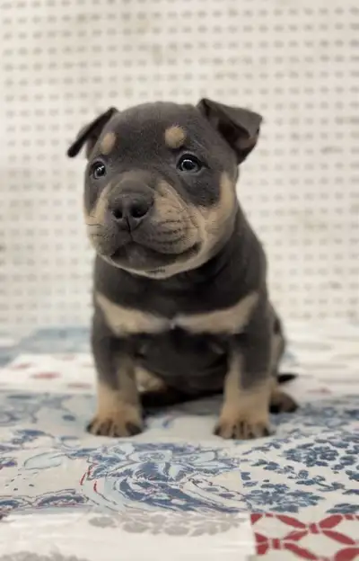 Blue Tri MicroBulldog, View more
