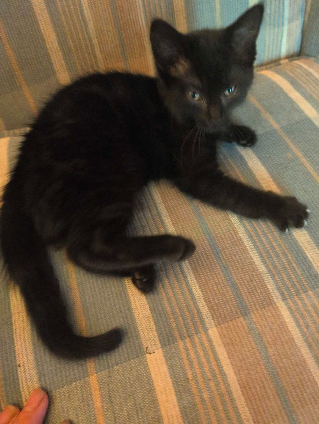 10 week old black ragdoll kitten for sale. in Cats & Kittens for Rehoming in Fredericton - Image 3