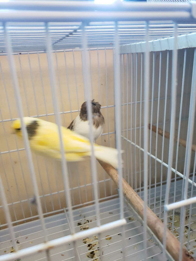 Gloster shire Canary pair in Birds for Rehoming in City of Toronto - Image 3