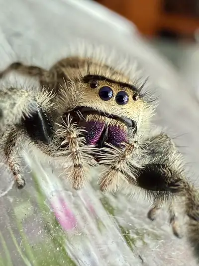 Jumping Spiders, ️ Captive Bred, View more