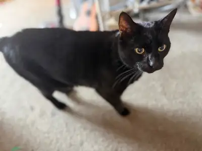 Cat Rehoming, View more