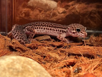 Gecko Léopard 