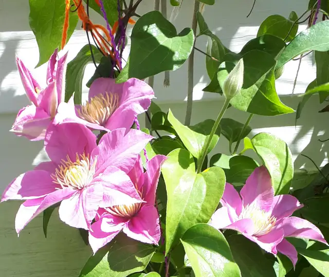 Gardening Work495860616906690561