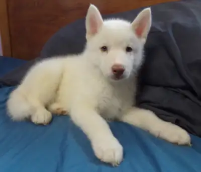 Registered Siberian Pupies, View more