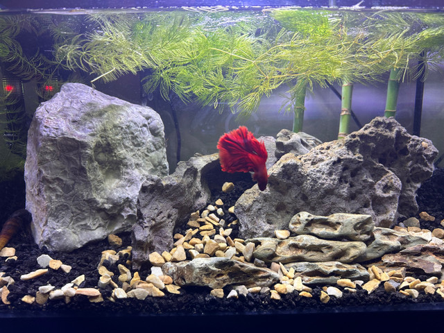 GORGEOUS 10 GALLON SET UP in Fish for Rehoming in Edmonton