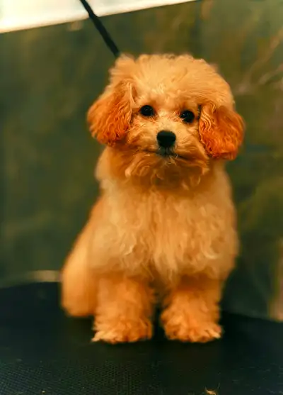 Toy poodle Taddy bear face, View more