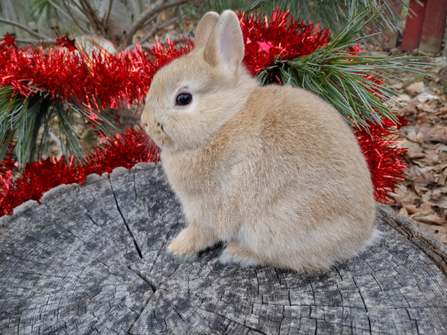 EXTRAORDINARY NETHERLAND DWARF BABY BUNNY RABBITS in Small Animals for Rehoming in Kingston - Image 2