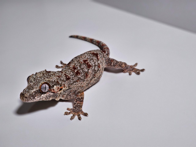 Red blotch female Gargoyle Gecko in Reptiles & Amphibians for Rehoming in Tricities/Pitt/Maple