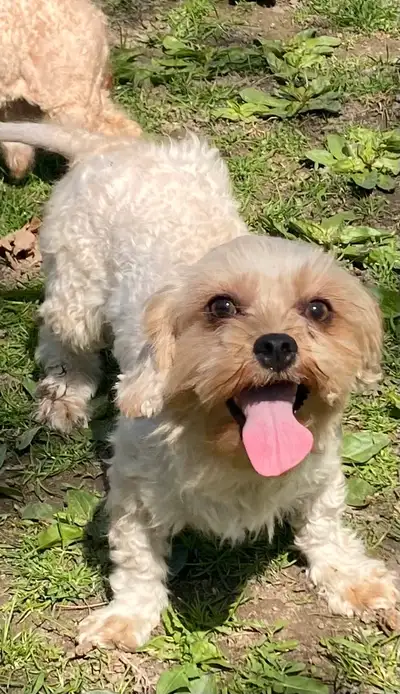Adorable Maltipoo puppies ready the first of May 2- Females Apricot colours Sizes 7 to 15 lbs. in si...