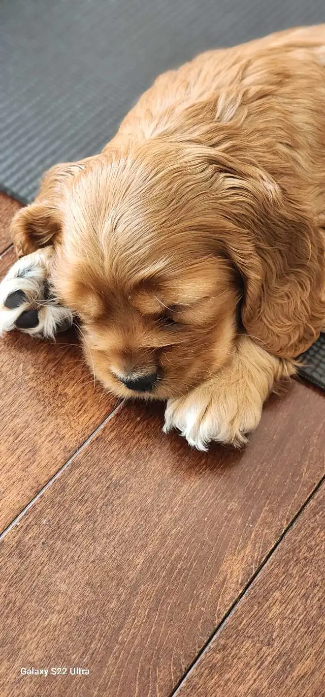 American Cocker Spaniel Puppies SOLD in Dogs & Puppies for Rehoming in St. Catharines - Image 3