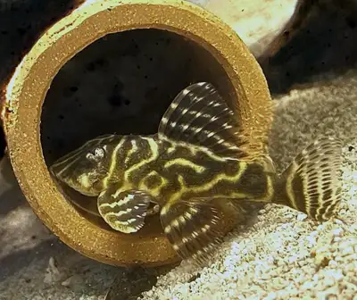 Columbian zebra pleco and Clown pleco, View more