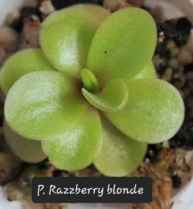 Pinguicula Razzberry blonde butterwort carnivorous plant in Plants, Fertilizer & Soil in City of Toronto - Image 3