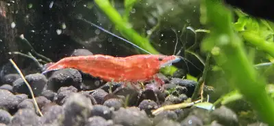 Cherry shrimps, View more